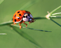 ladybug on asparagus frond